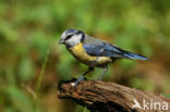 Pimpelmees (Parus caeruleus)