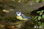 Pimpelmees (Parus caeruleus)