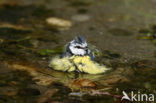 Pimpelmees (Parus caeruleus)