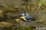 Pimpelmees (Parus caeruleus)