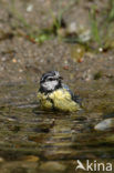 Pimpelmees (Parus caeruleus)