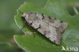 Plain Clay (Eugnorisma depuncta)