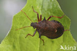 Puntschouderwants (Picromerus bidens)