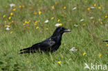 Raaf (Corvus corax) 