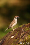 Ringmus (Passer montanus) 