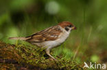 Ringmus (Passer montanus) 