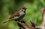 Ringmus (Passer montanus) 