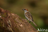 Ringmus (Passer montanus) 