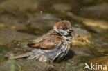 Ringmus (Passer montanus) 