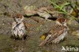 Ringmus (Passer montanus) 