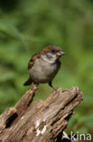 Ringmus (Passer montanus) 