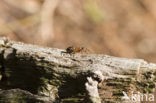 Rode bosmier (Formica sp.)