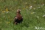 Schreeuwarend (Aquila pomarina)