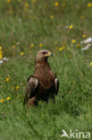 Schreeuwarend (Aquila pomarina)