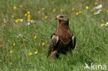 Schreeuwarend (Aquila pomarina)