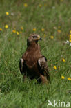 Schreeuwarend (Aquila pomarina)