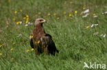 Schreeuwarend (Aquila pomarina)