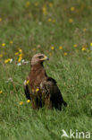 Schreeuwarend (Aquila pomarina)