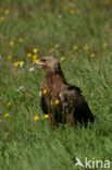 Schreeuwarend (Aquila pomarina)