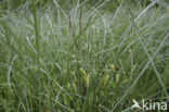 Snavelzegge (Carex rostrata)