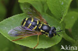 Streepfopwesp (Chrysotoxum vernale)