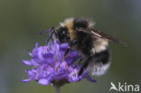 Veldhommel (Bombus lucorum)