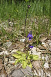 Vetblad (Pinguicula vulgaris) 