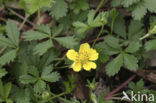 Vijfvingerkruid (Potentilla reptans)