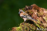 Vink (Fringilla coelebs)