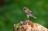 Vink (Fringilla coelebs)