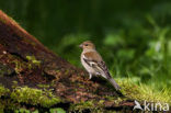 Vink (Fringilla coelebs)