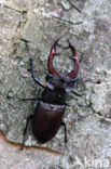 Vliegend hert (Lucanus cervus)