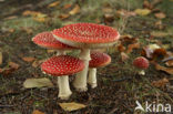 Vliegenzwam (Amanita muscaria)