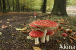 Vliegenzwam (Amanita muscaria)