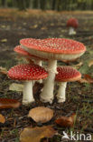 Vliegenzwam (Amanita muscaria)