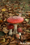 Vliegenzwam (Amanita muscaria)