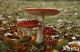 Vliegenzwam (Amanita muscaria)