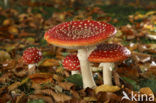 Vliegenzwam (Amanita muscaria)