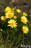 Voorjaarsadonis (Adonis vernalis)