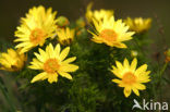 Voorjaarsadonis (Adonis vernalis)