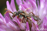 Wespbij (Nomada villosa)