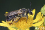 Wimperflankzandbij (Andrena dorsata)