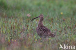 Eurasian Curlew (Numenius arquata) 