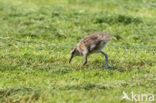 Eurasian Curlew (Numenius arquata) 