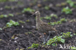 Eurasian Curlew (Numenius arquata) 