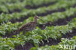 Eurasian Curlew (Numenius arquata) 