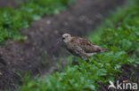 Eurasian Curlew (Numenius arquata) 