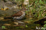 Zanglijster (Turdus philomelos)