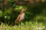 Zanglijster (Turdus philomelos)