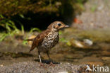 Zanglijster (Turdus philomelos)